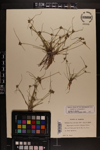 Cyperus neotropicalis image