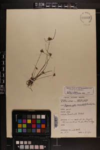 Cyperus neotropicalis image