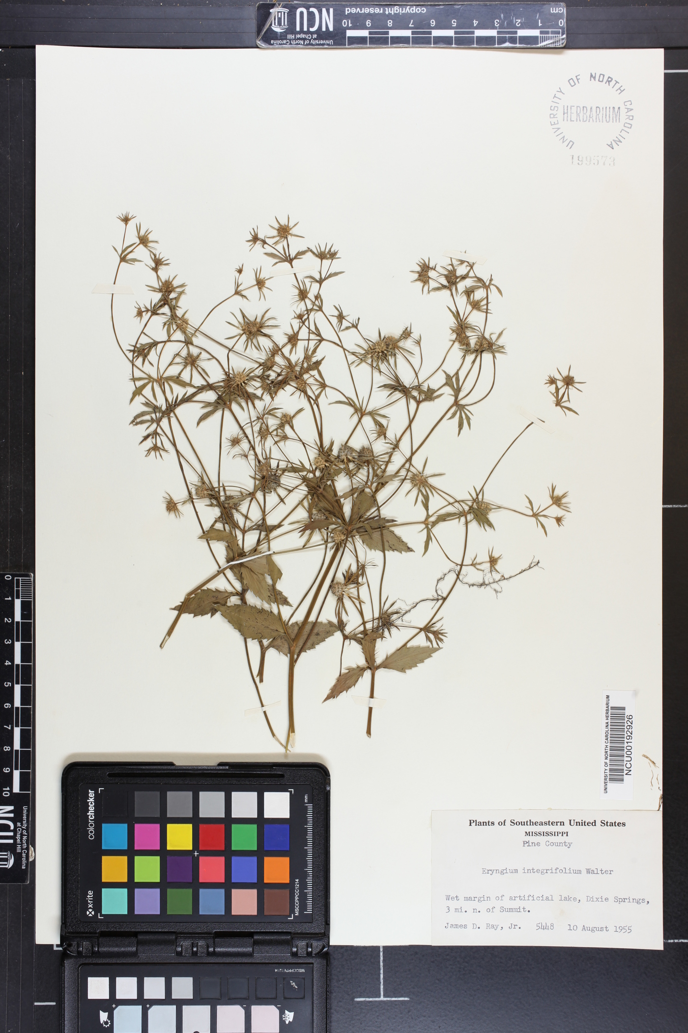Eryngium integrifolium image