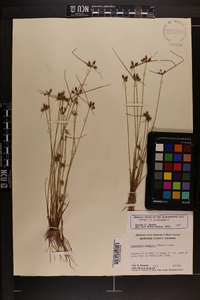 Cyperus neotropicalis image