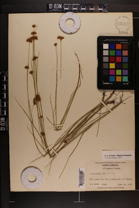 Rhynchospora alba image