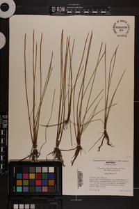 Eleocharis robbinsii image