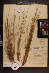 Eleocharis tuberculosa image