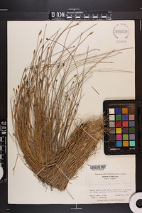 Eleocharis tuberculosa image