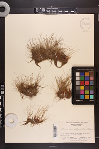 Eleocharis baldwinii image