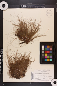 Eleocharis baldwinii image