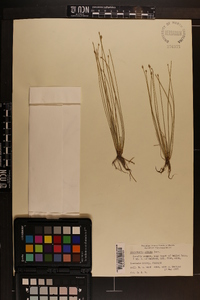 Eleocharis albida image