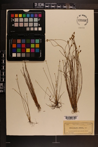 Eleocharis albida image