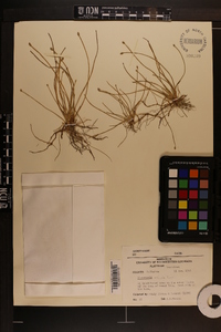 Eleocharis albida image