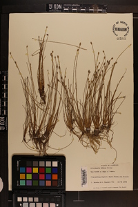 Eleocharis albida image