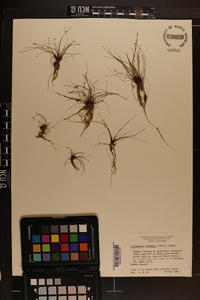 Eleocharis baldwinii image