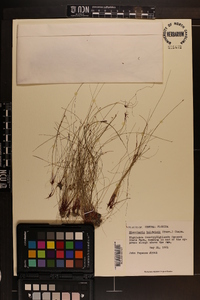 Eleocharis baldwinii image