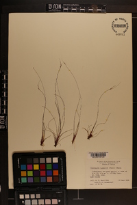 Eleocharis baldwinii image