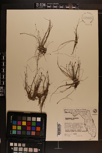 Eleocharis baldwinii image