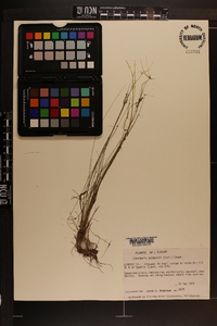 Eleocharis baldwinii image