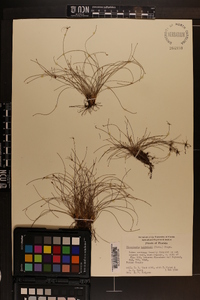 Eleocharis baldwinii image