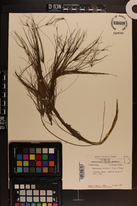 Eleocharis baldwinii image