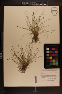 Eleocharis geniculata image