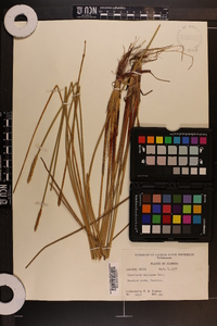 Eleocharis cellulosa image