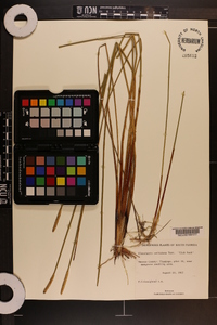 Eleocharis cellulosa image