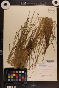 Eleocharis engelmannii image