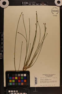 Eleocharis engelmannii image