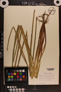 Eleocharis equisetoides image