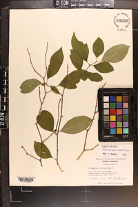 Ilex ambigua image