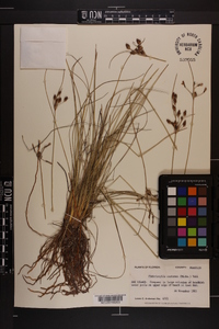 Fimbristylis castanea image