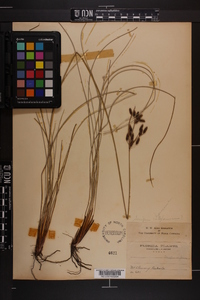 Fimbristylis castanea image