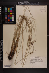 Fimbristylis castanea image