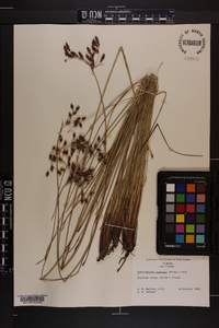 Fimbristylis castanea image