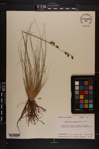 Fimbristylis castanea image