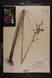 Fimbristylis castanea image