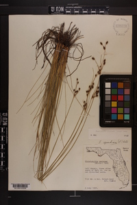 Fimbristylis castanea image