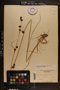 Rhynchospora capitellata image