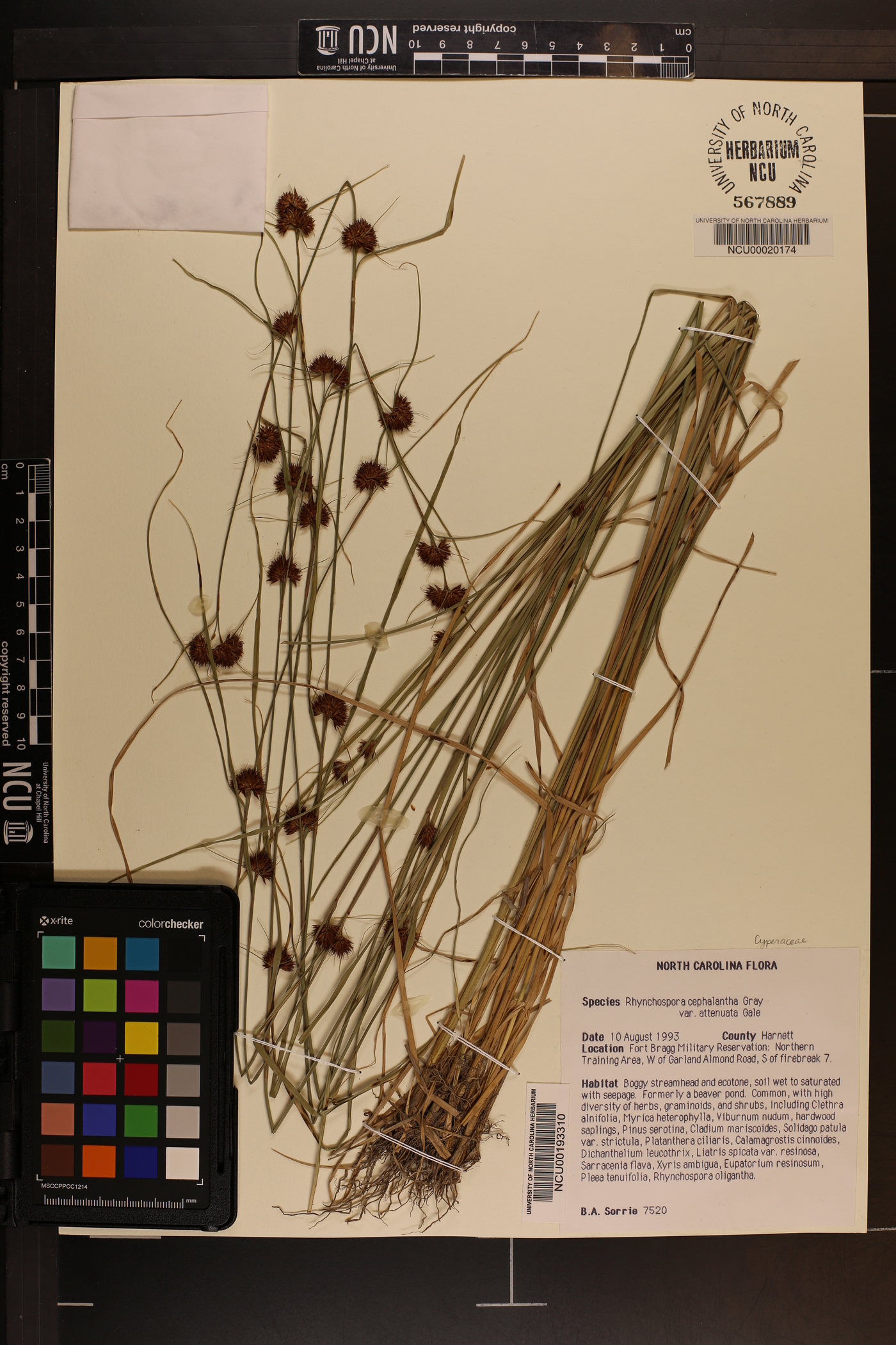 Rhynchospora cephalantha var. attenuata image