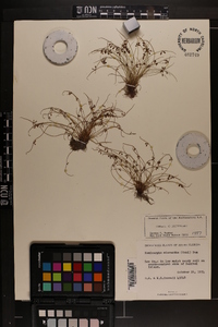 Cyperus subsquarrosus image