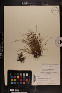 Cyperus subsquarrosus image