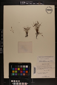 Cyperus subsquarrosus image