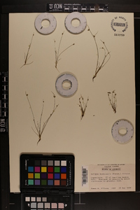 Isolepis carinata image