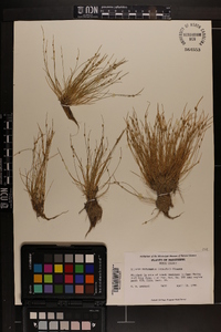 Isolepis carinata image