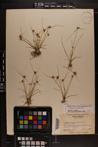 Cyperus neotropicalis image