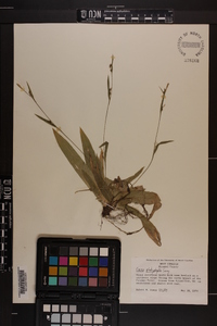 Carex platyphylla image