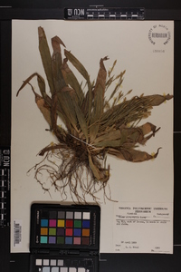 Carex platyphylla image