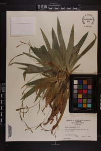 Carex platyphylla image