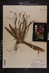 Carex platyphylla image