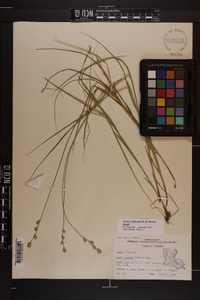 Carex reniformis image