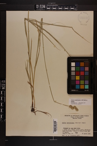 Carex reniformis image