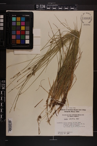 Carex retroflexa image